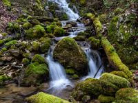 Bemooste Baumstämme und Steine mit mehreren Kaskadenstufen